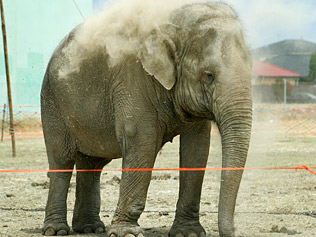 http://cacb.files.wordpress.com/2010/01/954157-saigon-the-elephant.jpg